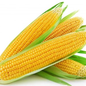 Maize